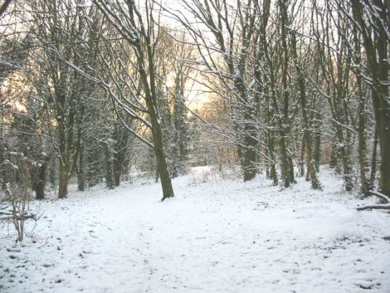 Howardian Local Nature Reserve Snow 2009