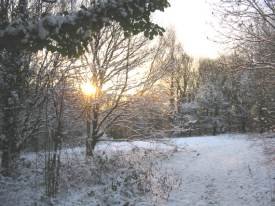 Sunrise over Woodland Clearing