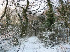 Woodland Path