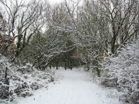 Path leading to Reed Beds