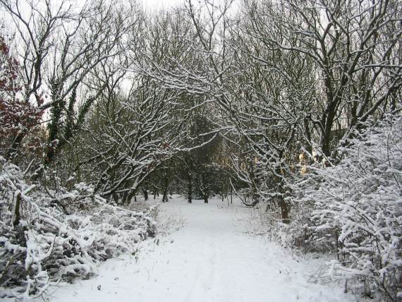 Howardian Local Nature Reserve Snow 2009