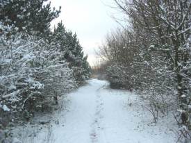 Path to Wildflower Meadow