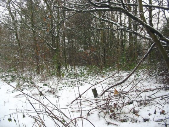 Howardian Local Nature Reserve Snow 2010