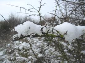 Melting snow on twigs