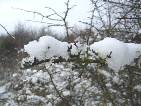 Howardian Local Nature Reserve Snow 2010