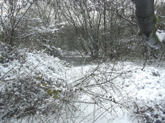 Howardian Local Nature Reserve Snow 2010