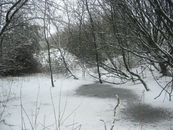 Howardian Local Nature Reserve Snow 2010