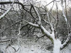 Fallen tree