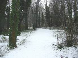 Looking North along Woodland path