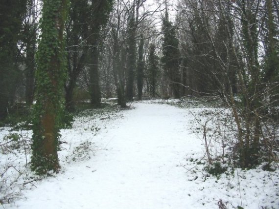 Howardian Local Nature Reserve Snow 2010