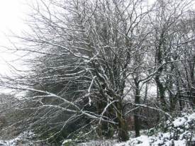 Winter Horsechestnut