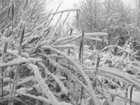 Snow lined Phragmites Reed