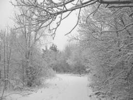 South of Eastern Ipswich Rd path