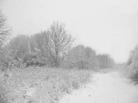 Northwards towards Wild Flower Meadow