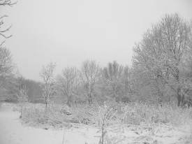 View towards Reed Beds