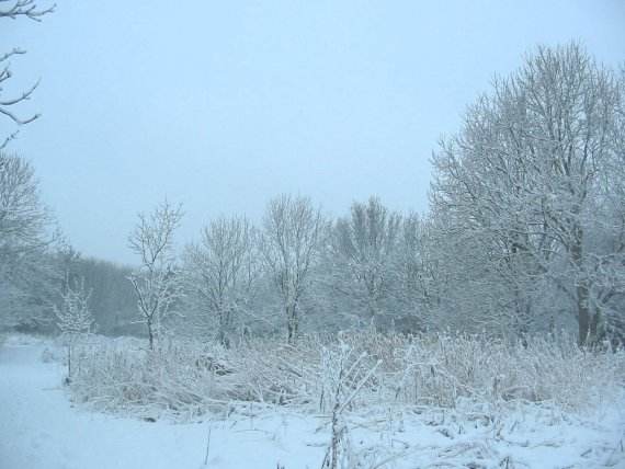 Howardian Local Nature Reserve Snow 2010