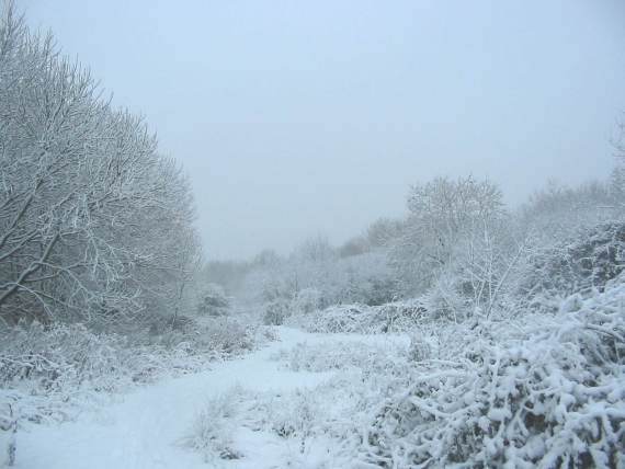 Howardian Local Nature Reserve Snow 2010