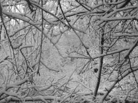 Mass of Snowy twigs