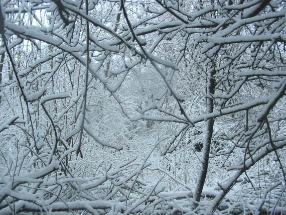 Howardian Local Nature Reserve Snow 2010