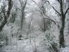 Mature Woodland