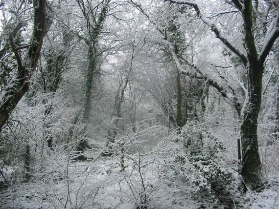Howardian Local Nature Reserve Snow 2010