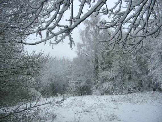 Howardian Local Nature Reserve Snow 2010