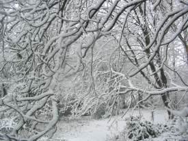 Snow lined trees Winter Wetland