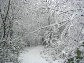 Woodland path leading Westward