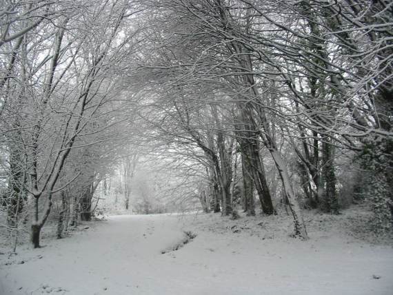Howardian Local Nature Reserve Snow 2010