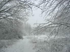 Looking North from Vetch Meadow