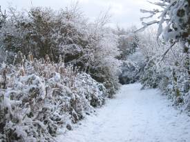 Path from Ipswich Road Eastern entrance