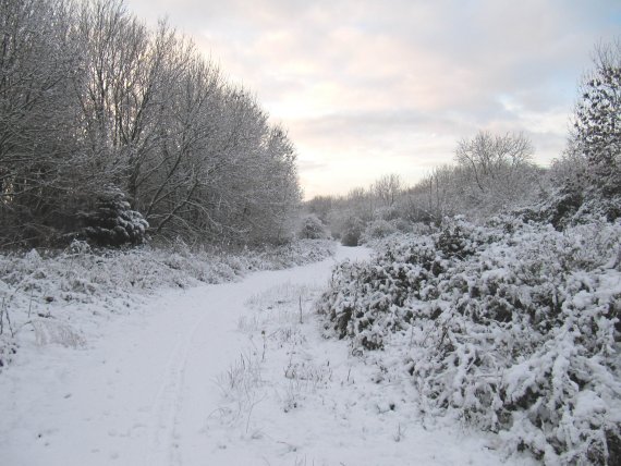Howardian Local Nature Reserve Snow Nov 2010
