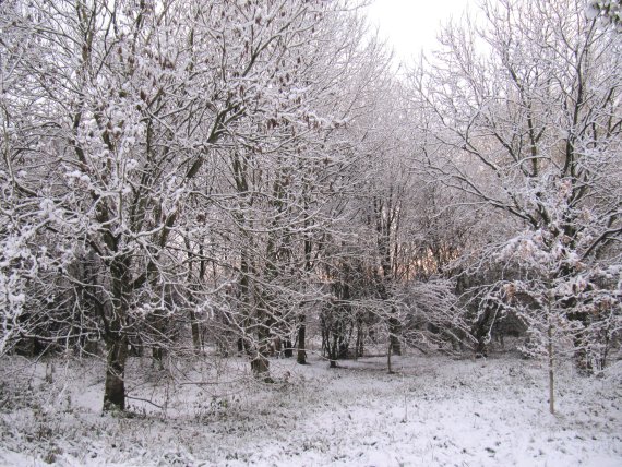 Howardian Local Nature Reserve Snow Nov 2010
