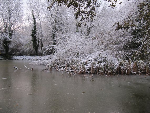 Howardian Local Nature Reserve Snow Nov 2010