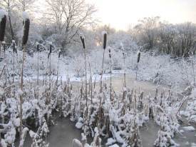 Typha Latifolia on Winter wetland