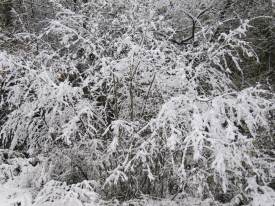 Snowy Plant