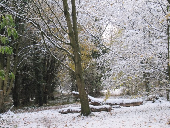 Howardian Local Nature Reserve Snow Nov 2010