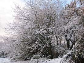 Horse Chestnut