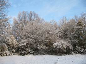 Vetch Meadow