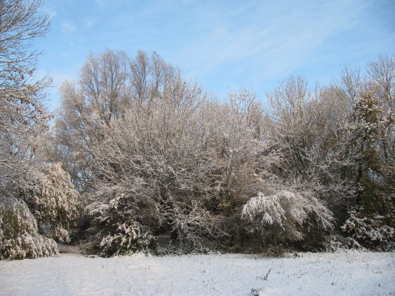 Howardian Local Nature Reserve Snow Nov 2010