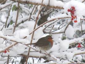 Christmas card Robin