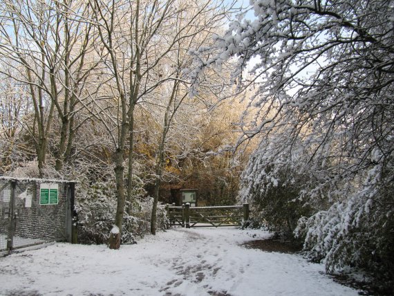 Howardian Local Nature Reserve Snow Nov 2010