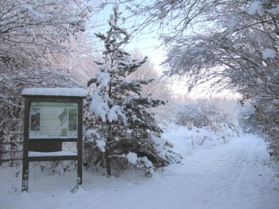 Howardian Local Nature Reserve Snow 2009