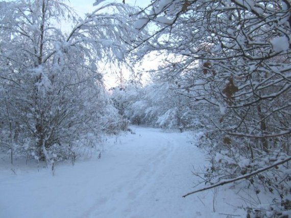 Howardian Local Nature Reserve Snow 2009