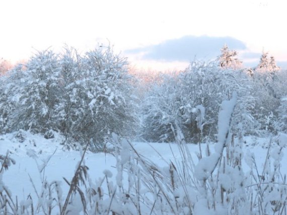 Howardian Local Nature Reserve Snow 2009