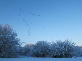 Canada Geese in flight