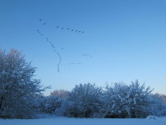 Howardian Local Nature Reserve Snow 2009