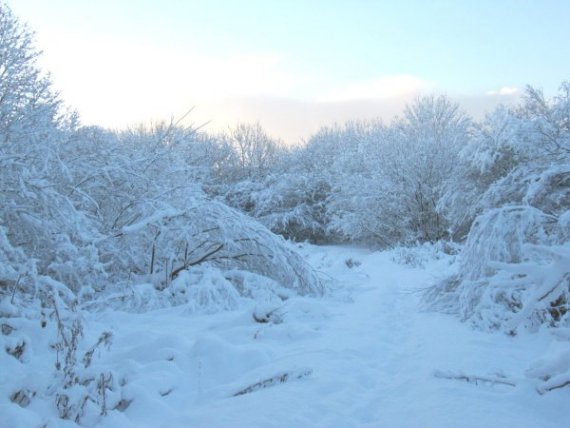 Howardian Local Nature Reserve Snow 2009