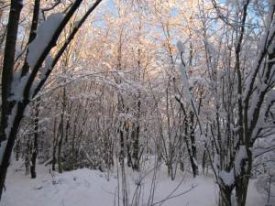 Sunrise through trees