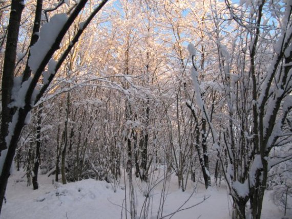 Howardian Local Nature Reserve Snow 2009